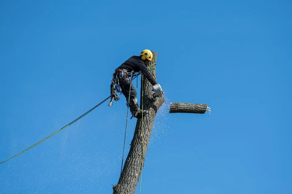 Élagage professionnel d'un grand arbre à Grenoble