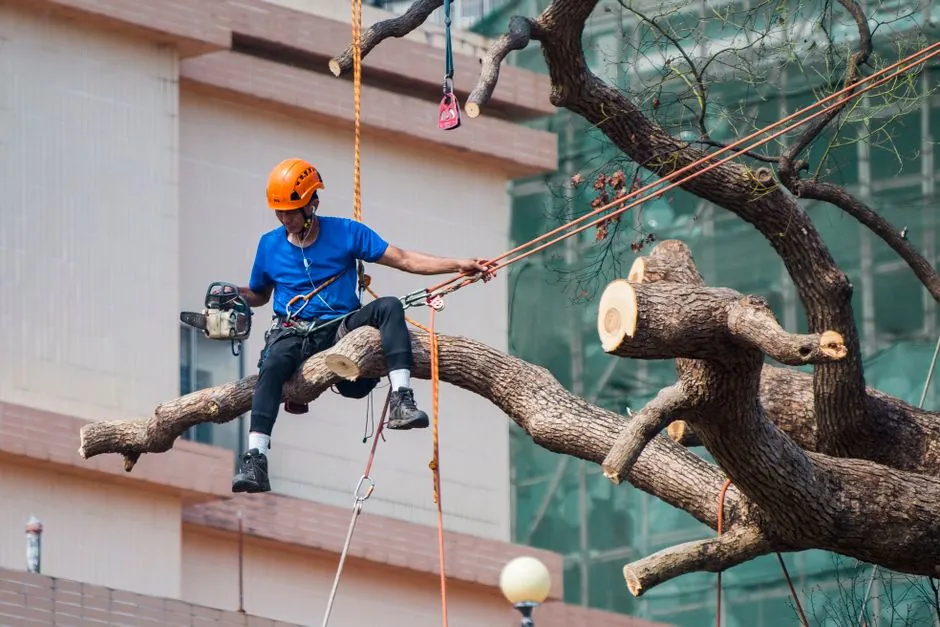Élagueur professionnel au travail sur un arbre à Grenoble